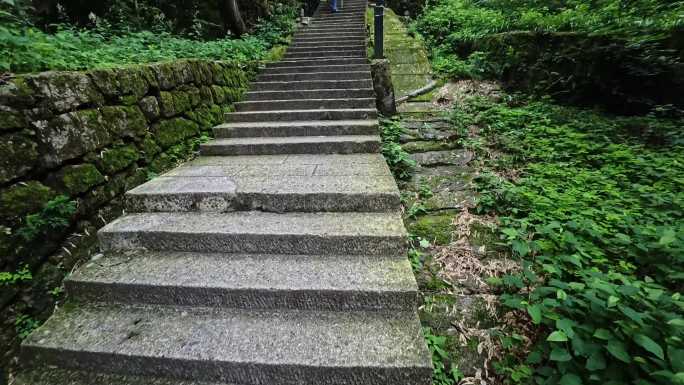 黄山林间
