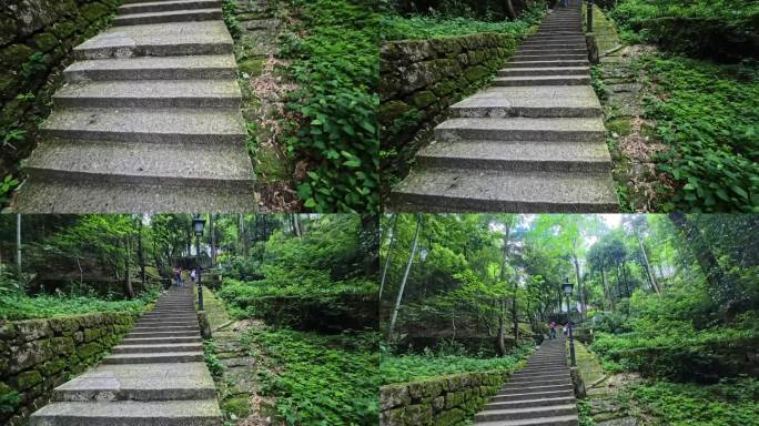 黄山林间