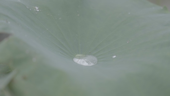 荷叶上的晶莹水珠