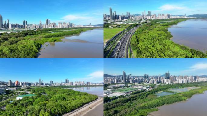 4K航拍深圳红树林滨海生态公园