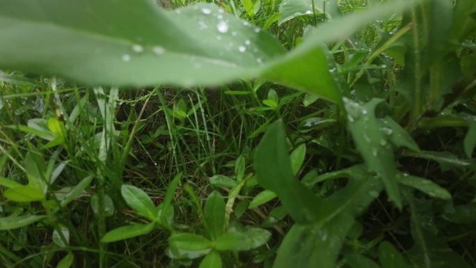 绿叶上的晶莹露珠