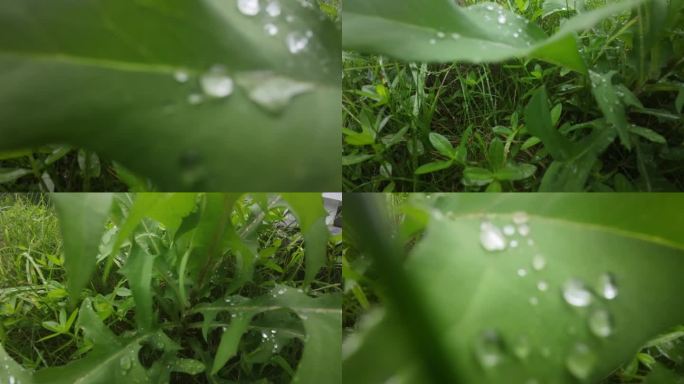 绿叶上的晶莹露珠