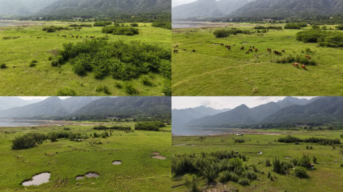 草原牛群与山景风光