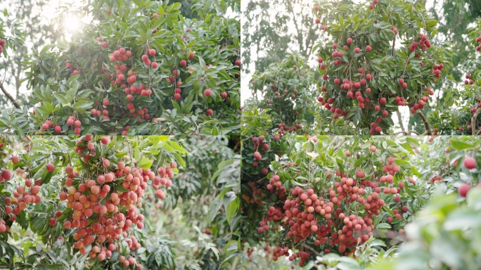 荔枝 荔枝种植园 荔枝丰收