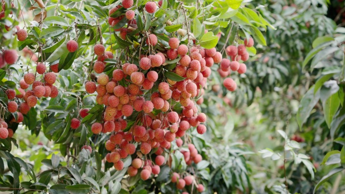 荔枝 荔枝种植园 荔枝丰收