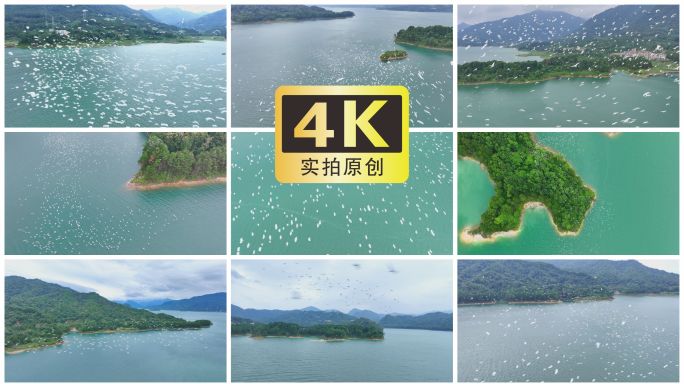 白鹭鸟翩翩起舞湖面群鸟飞舞航拍生态大自然