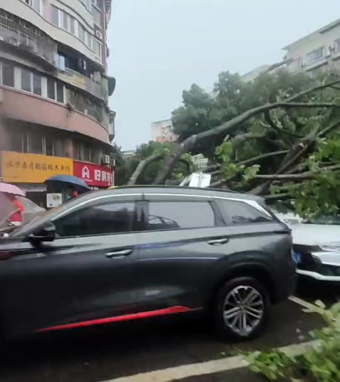 2025重庆暴雨树木倒塌砸毁车辆