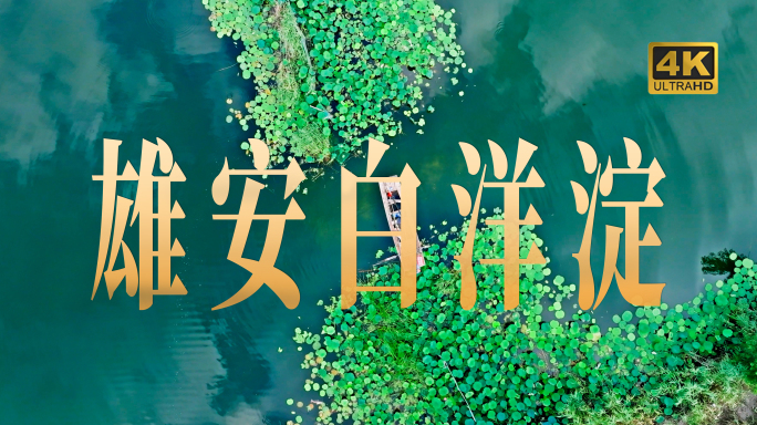 4K河北白洋淀延时荷花芦苇游船