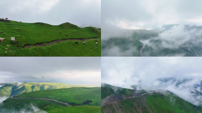 云雾缭绕的山间公路牧羊群
