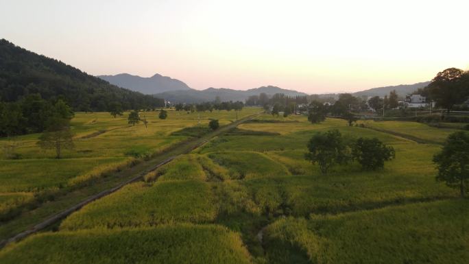 皖南古村落田园风光 黄山黟县稻田秋景