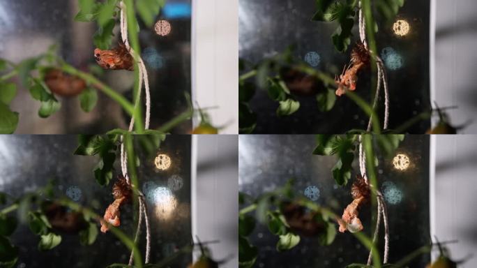 金蝉蜕壳全过程延时