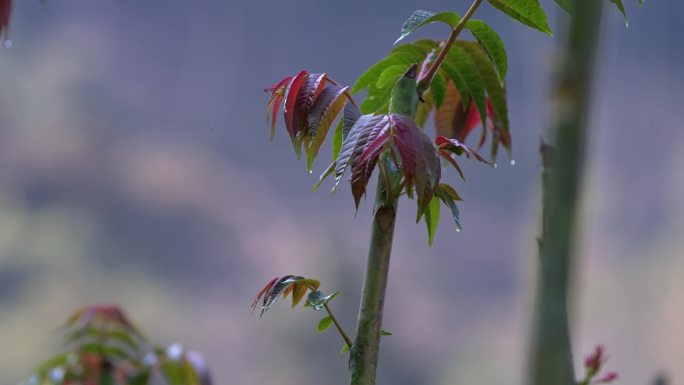 传统方式采集香舂