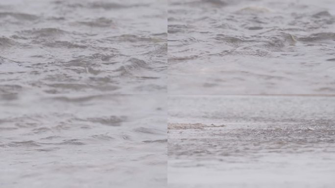 青海湖裸鲤洄游
