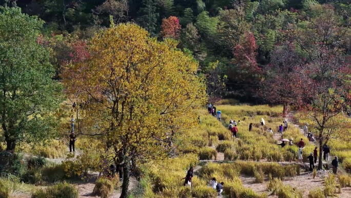 皖南古村落田园风光 黄山黟县稻田秋景