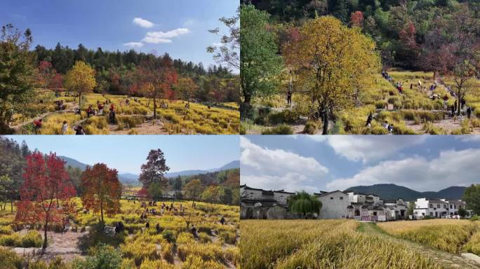 皖南古村落田园风光 黄山黟县稻田秋景
