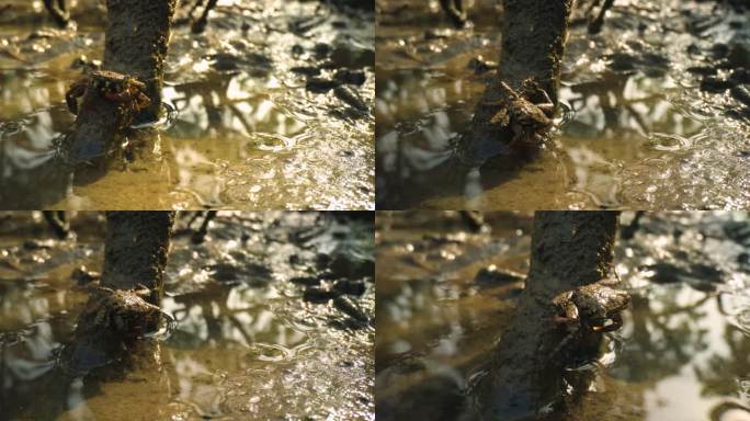 红树林螃蟹生态