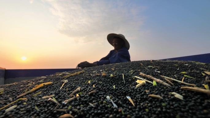 油菜籽丰收 油菜种植  农民丰收油菜籽