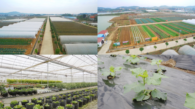 现代化农业温室大棚种植绿色蔬菜基地航拍