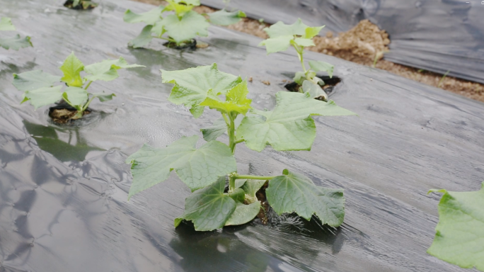 现代化农业温室大棚种植绿色蔬菜基地航拍