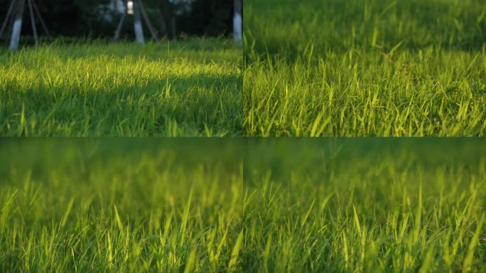 阳光洒在小草上