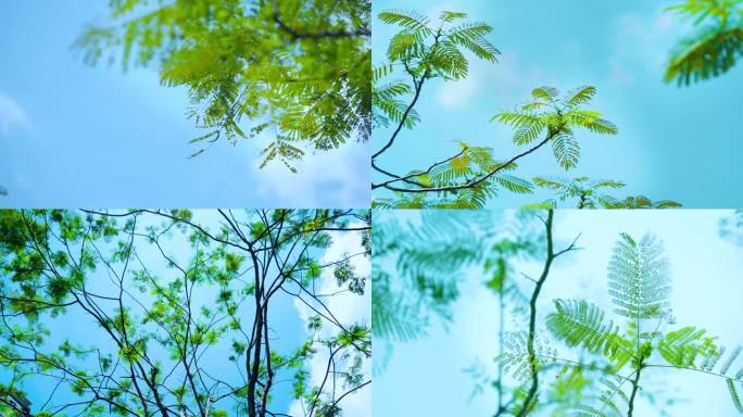 绿色树枝树叶空镜