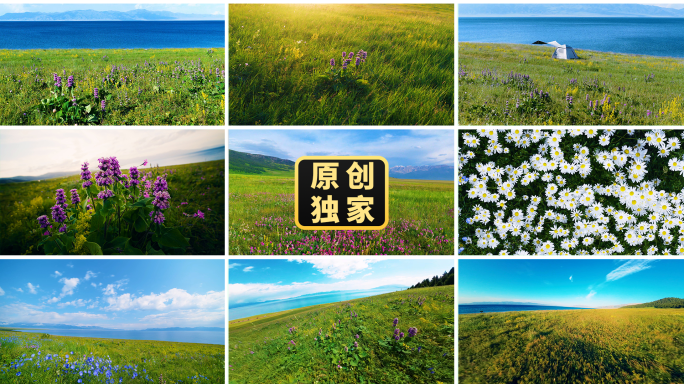 草原草地绿色自然风光生态鲜花盛开的草原