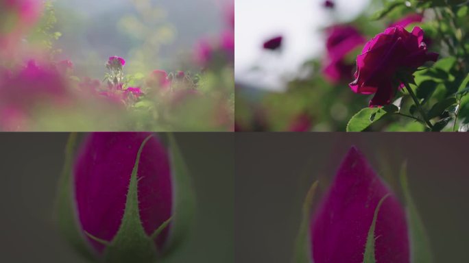 云南玫瑰基地食用玫瑰头水花展示