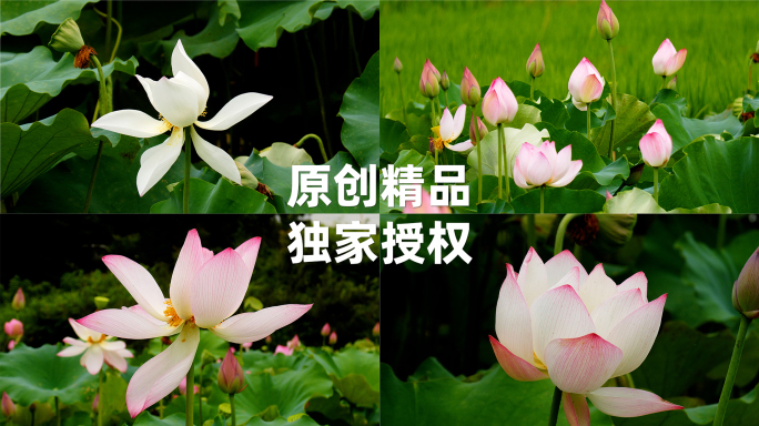 莲花荷花南方农村田园风光