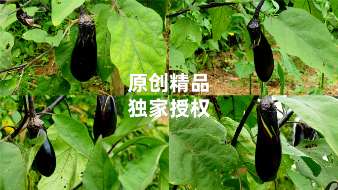 菜地露天种植绿色无公害蔬菜茄子