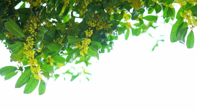 十月桂花香桂花树