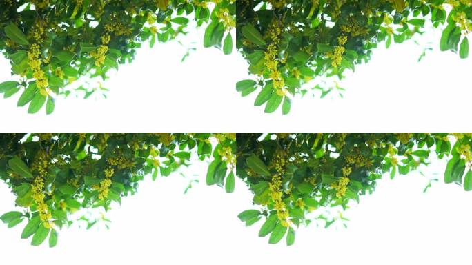 十月桂花香桂花树