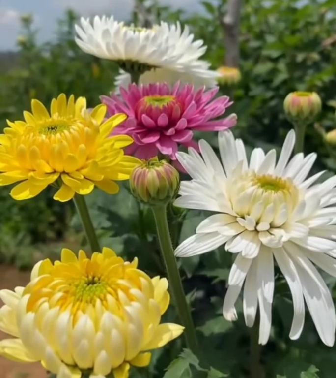 春日公园的自然风光