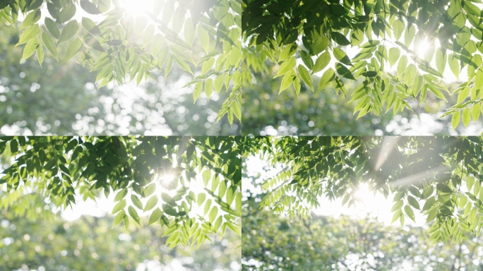 夏日阳光透过树叶自然清新