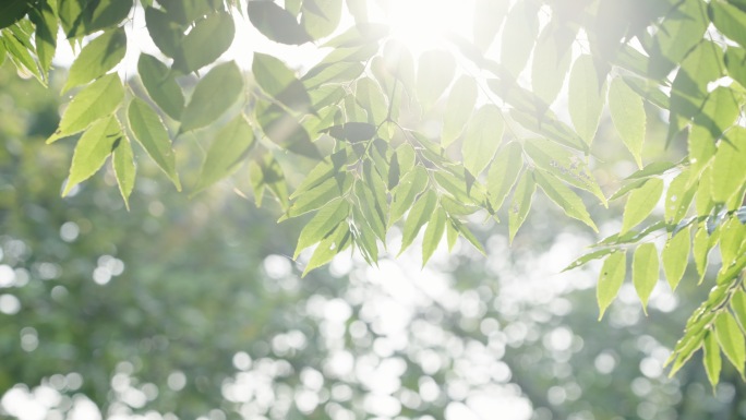 夏日阳光透过树叶自然清新