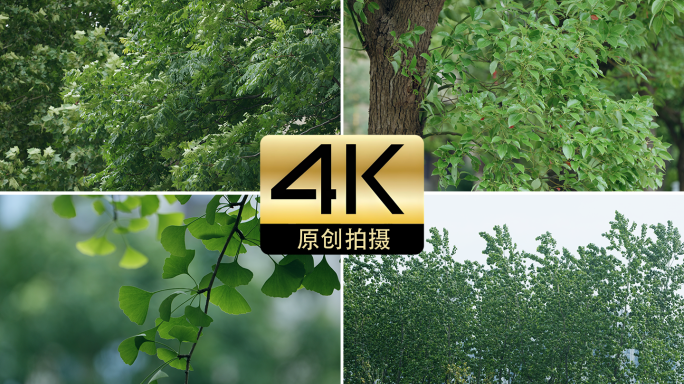 暴风雨来临前久夏天的风树木树叶晃动