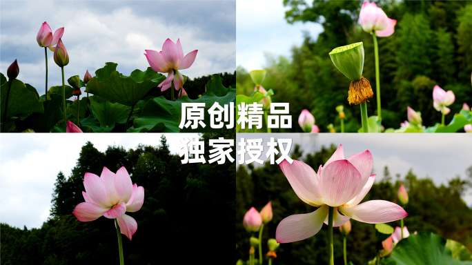 超高清4K60P莲花荷花荷塘实拍