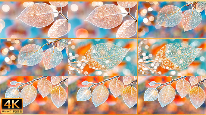 冰霜叶片特写树叶背景 冬季叶片晶莹剔透