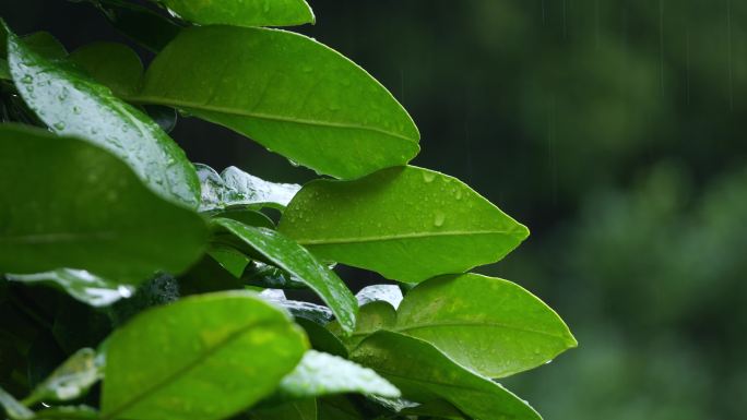 雨后绿叶清新特写 叶片上的水珠