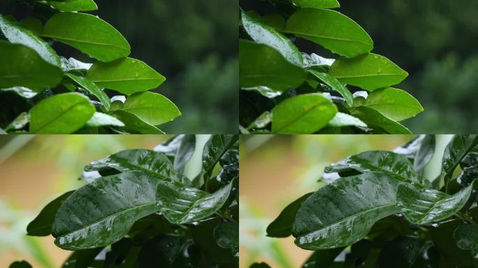 雨后绿叶清新特写 叶片上的水珠