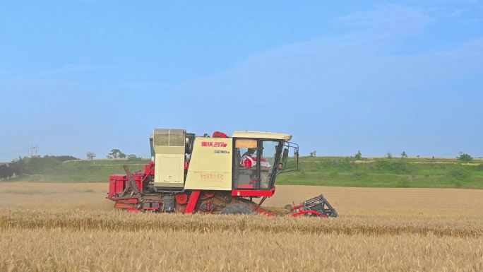 联合收割机收割麦子