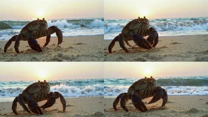 海滩螃蟹日出剪影