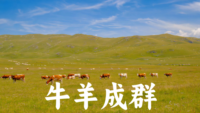牛羊成群草原畜牧养殖