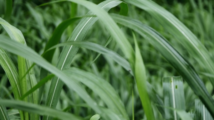 清新草叶特写