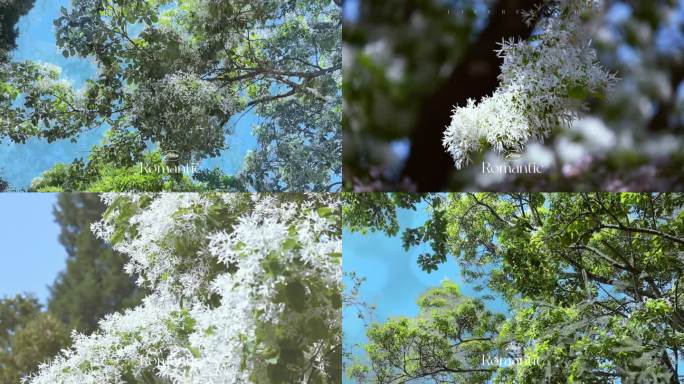 唯美流苏花盛开