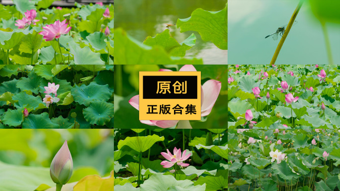 夏天荷叶荷花荷塘