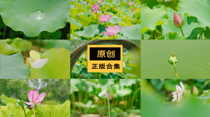 夏日荷花蜻蜓 中国风