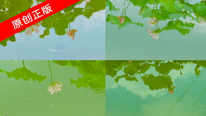 夏日荷花蜻蜓 中国风