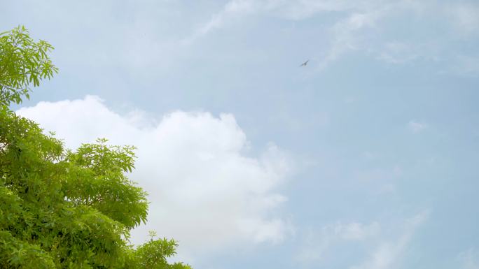 绿树蓝天白云