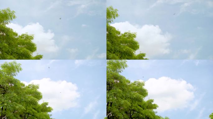 绿树蓝天白云