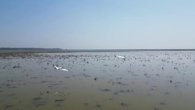 鄱阳湖水鸟湿地生态景观